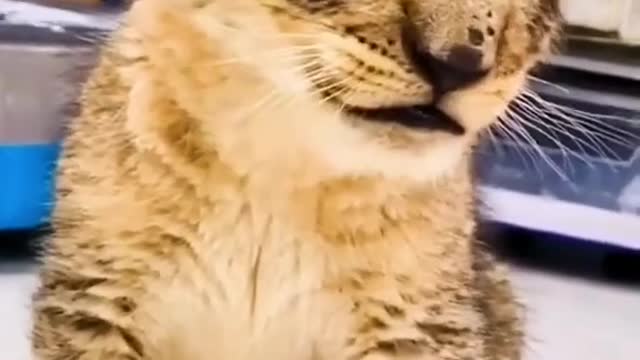 The little cat