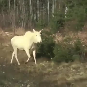 Albino Moose Spotted In Canada