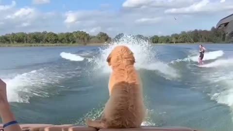 Golden retriever is living its best life | crazy animal videos