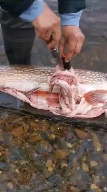 A bottle of beer was taken out of a pike in the Yenisei