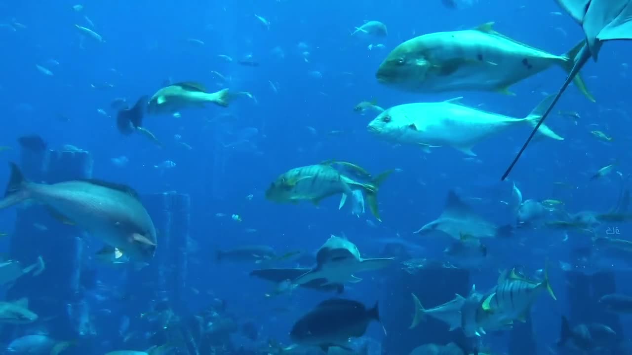 many fish swimming and big fish