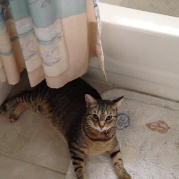 Beautiful cat to breed