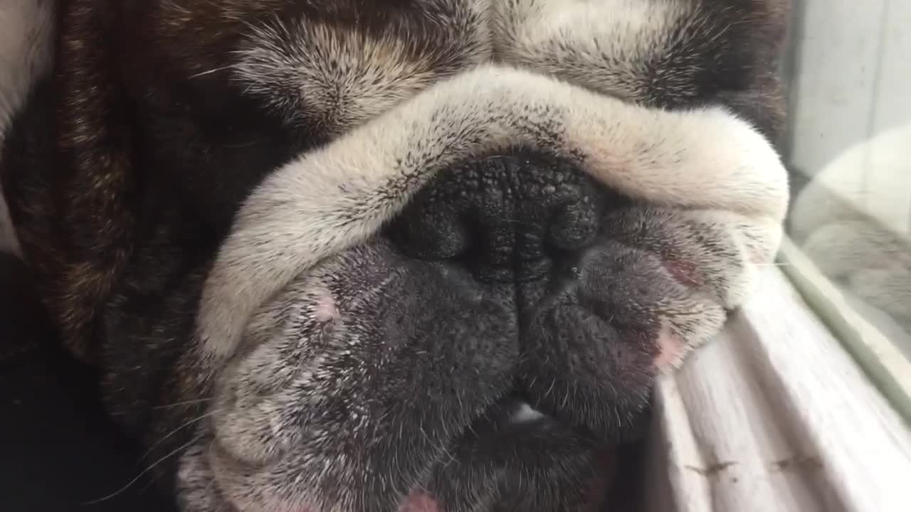 Bulldog falls asleep standing up