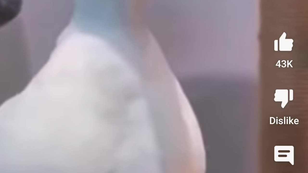 Funny Animal Video #funny