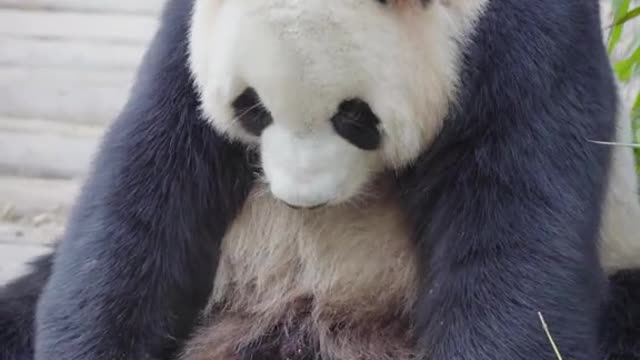 How to scratch the itch # giant panda