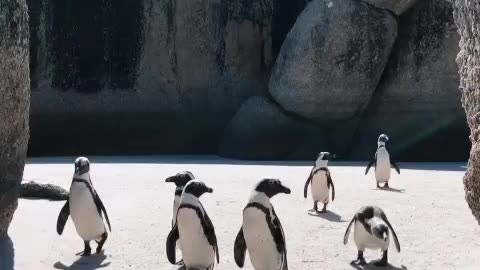 This is a animals work ,must bhari video #devendra #kumar #joks ko