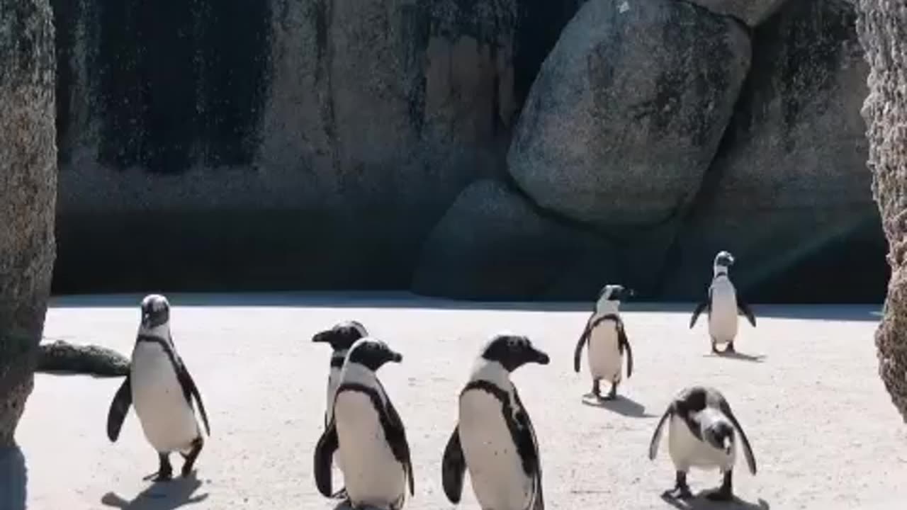 This is a animals work ,must bhari video #devendra #kumar #joks ko