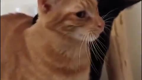 Cute red cat and black cat