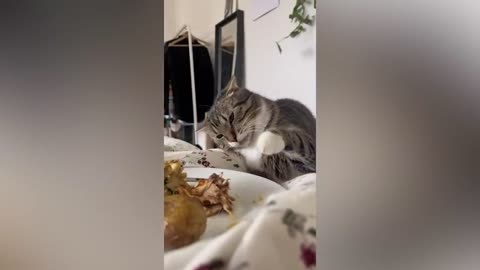Funny animals - Funny cats / dogs - Funny animal videos / Best videos of 2023