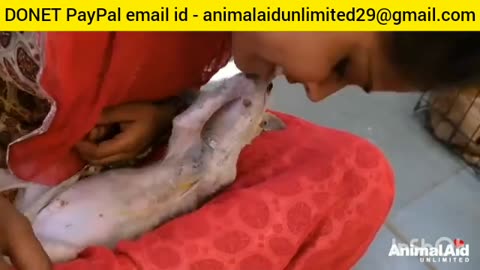 Please donate PayPal email id- animalaidunlimited29@gmail.com