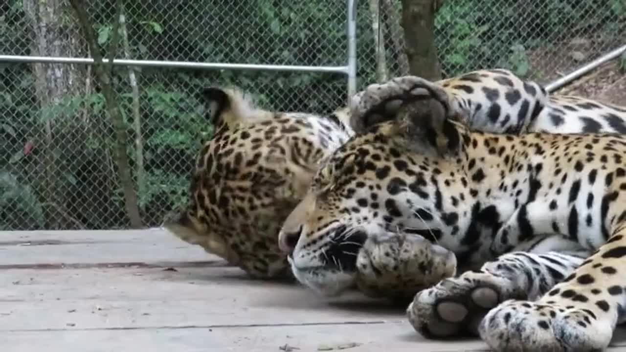 Adorable rescued jaguars show affection to each other