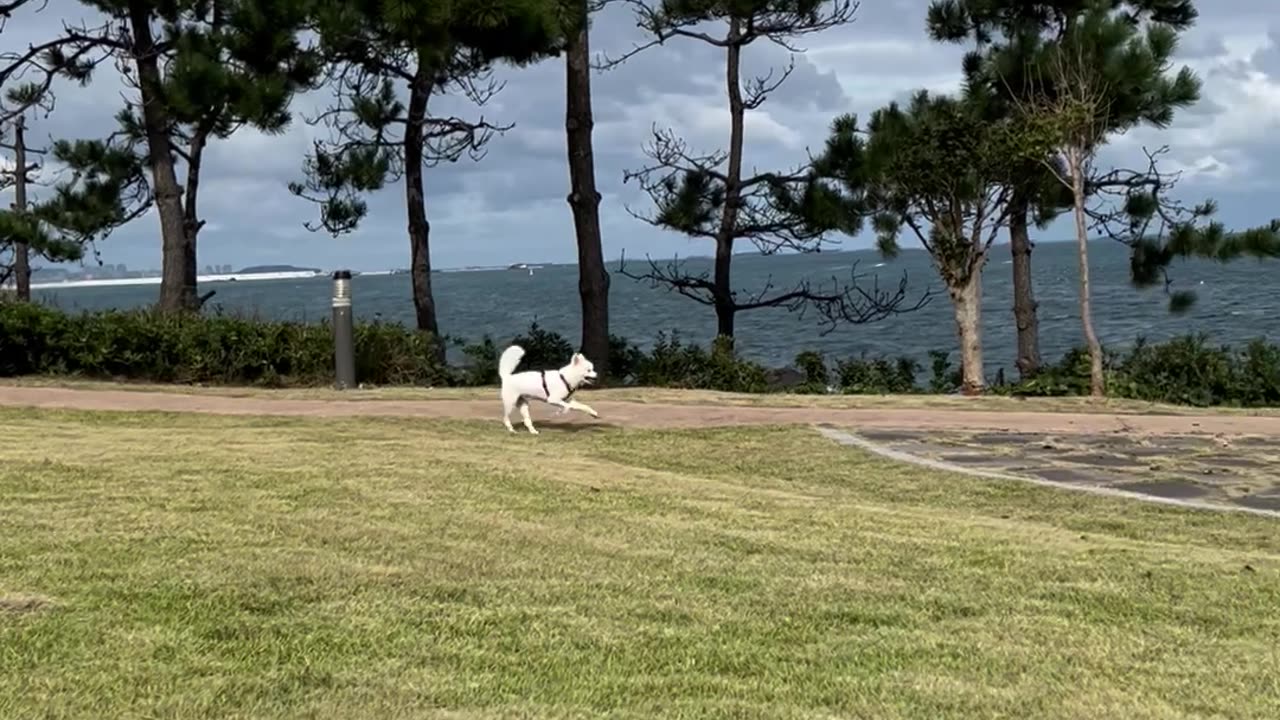 13 year old puppy running