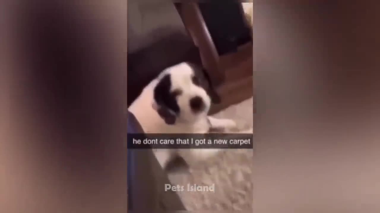 Animals Getting Scared Over Nothing 😂 [Funny Pets]