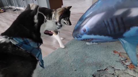 Husky Pranked By Floating Shark!