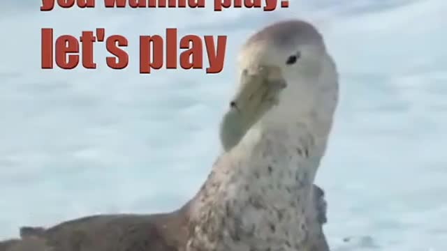 Band of Penguins