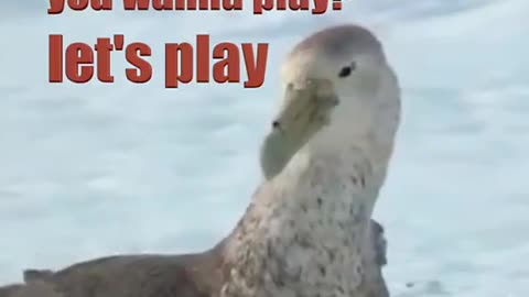 Band of Penguins