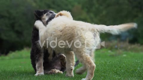 Playful puppies playing with each other a green meadow near the forest, cute animals