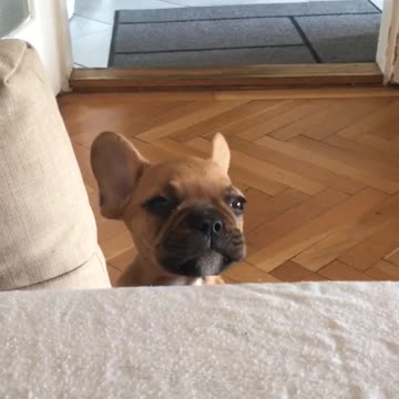 French Bulldog puppy fake-sobs for attention