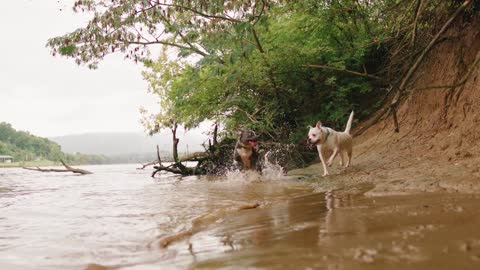 Two Dogs Getting Wet By Running In The River Side