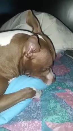 Somebody know why my 2 years old pitbull does this?