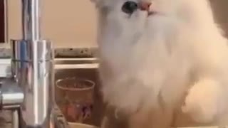 Confused Kitty