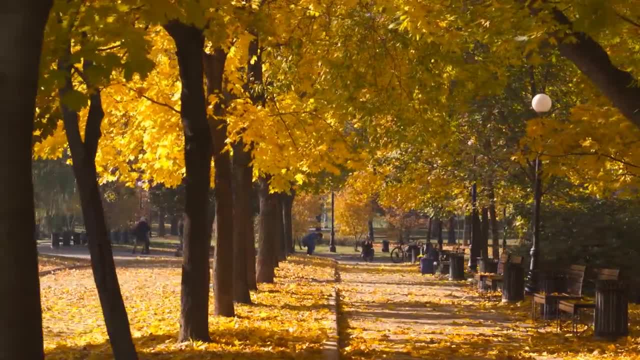 Enchanting Autumn Forests with Beautiful Piano Music