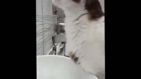 Most Funny Cat Videos