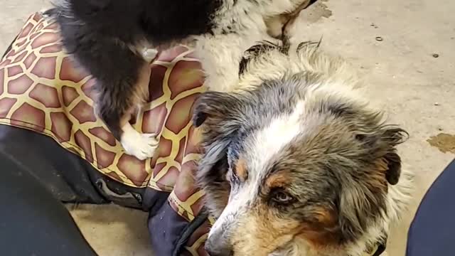 15-Year-Old Aussie Shows Patience for Puppy