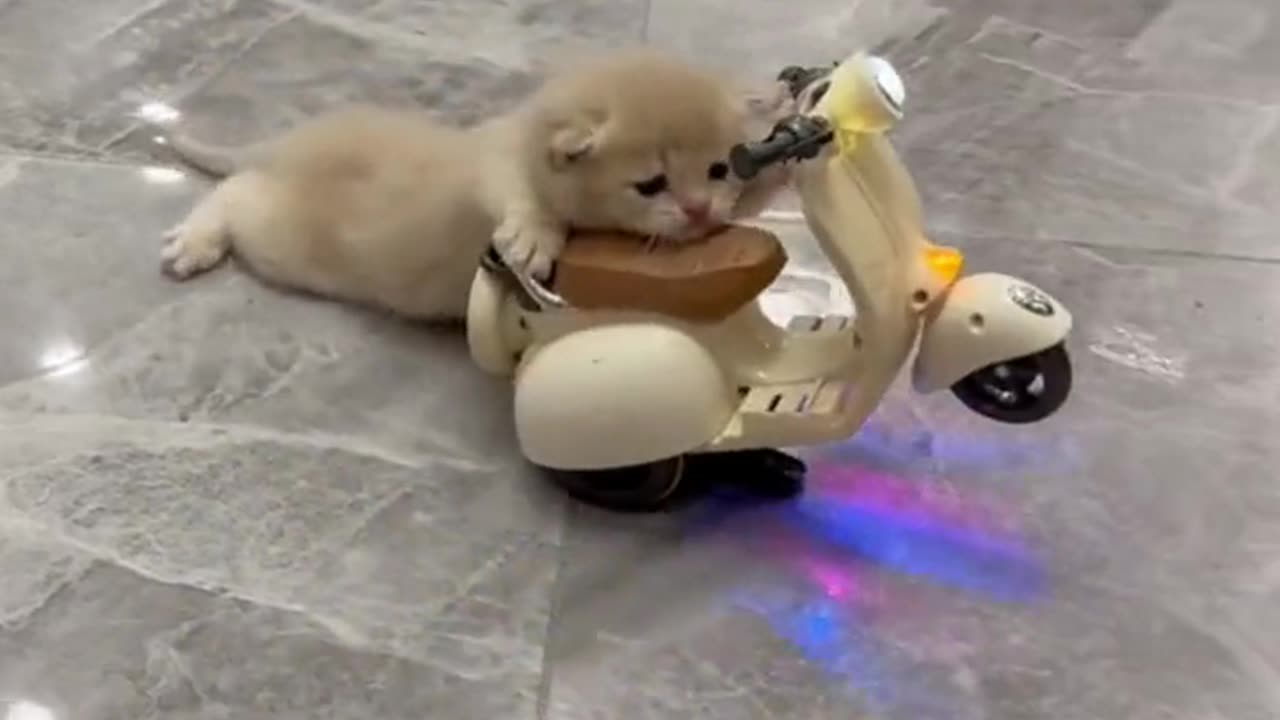 Cute cat funny animal