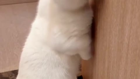 Wow,it’s so enjoyable#cat #pet #foryou #cute #fyp #catsoftiktok #ca