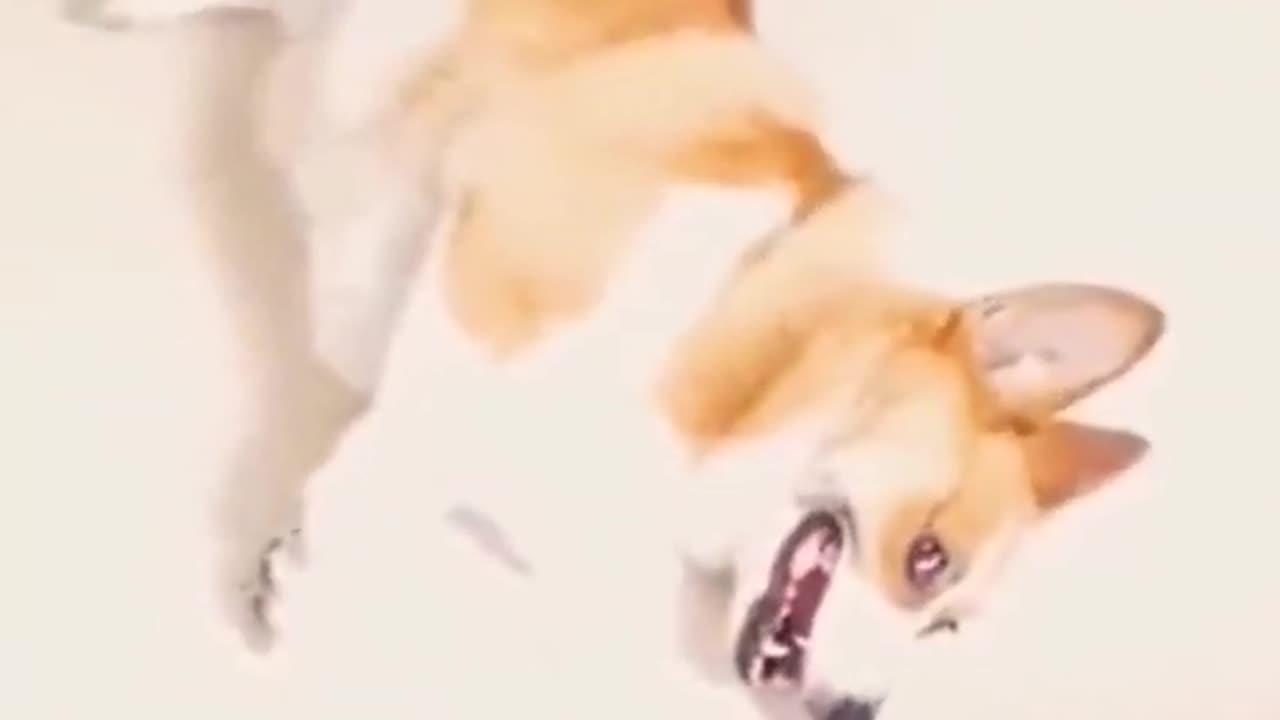 Funny animals