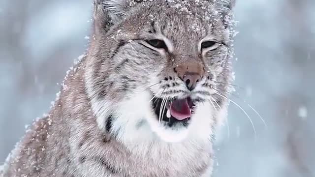 lynx