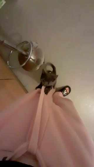 MJCS 5) Attack Kitty 11/11/2020