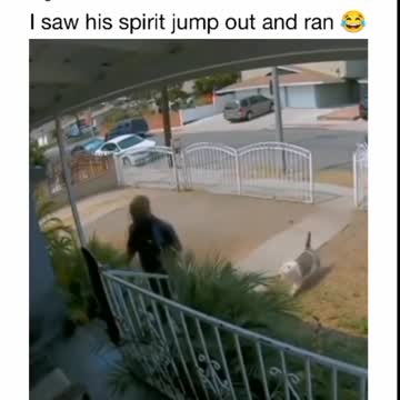 Be Safe Doing Deliveries Dog Training