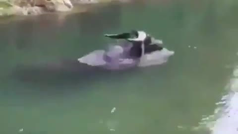 This is a beautiful and charming water-dwelling species