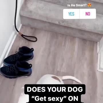 its sexy time #shorts #dogtraining