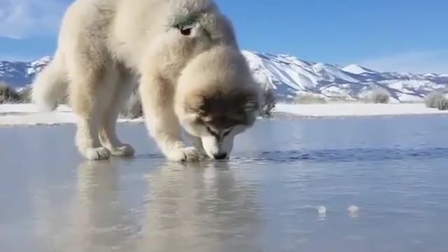 fish under the ice