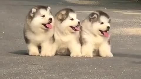 CUTE HUSKIES