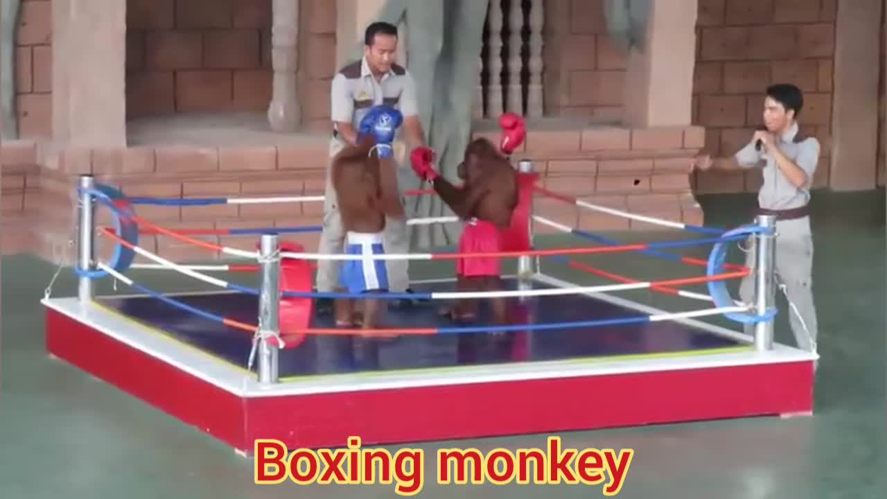 Monkey boxing Funny video in the world