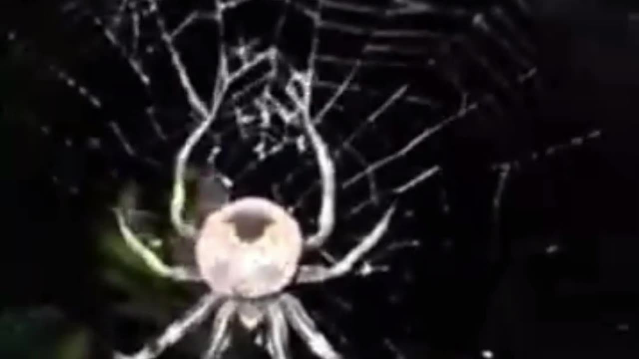 SPIDER ON THE WEB