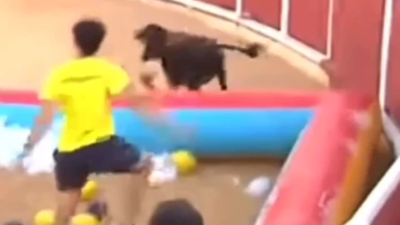Reporter vs Bull