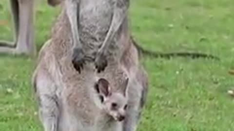 🦘🦘🦘