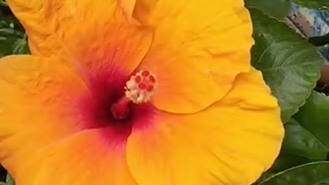 Flowers Hibiscus