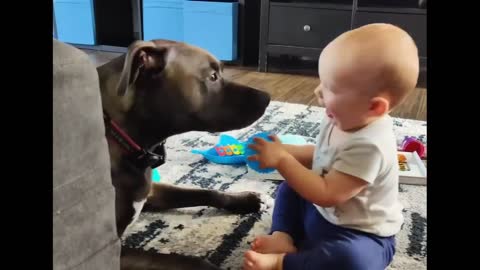 Funny baby and dog video collection