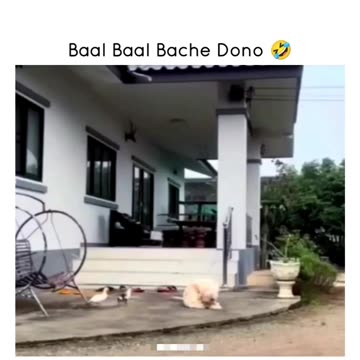 Funny moments with dog #11