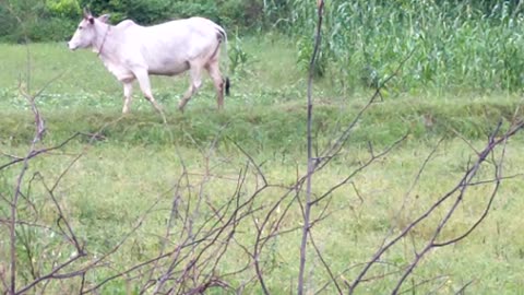 Indian Village cow harvesting