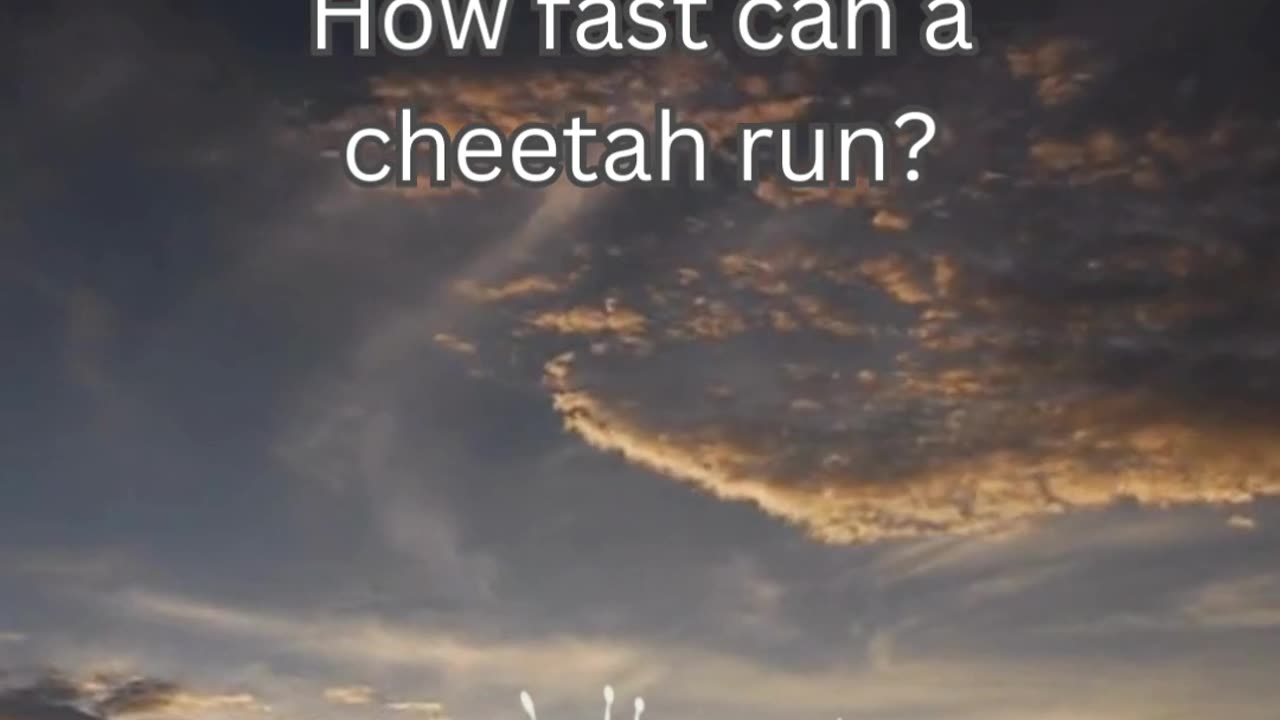 Cheetah Fact 1 - How fast can a cheetah run?