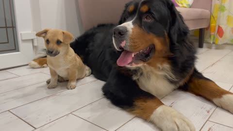 Puppy shows his love for the Bernese Mountain dog