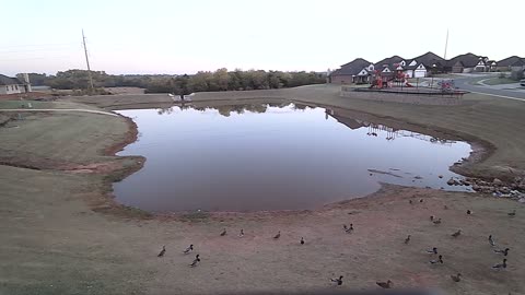 Wednesday sunrise and ducks