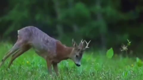 Roe buck enjoying spring